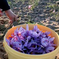 زعفران اصیل خراسان/سوپر نگین/سرگل/مستقیم از کشاورز|خوردنی و آشامیدنی|مشهد, موسوی قوچانی|دیوار