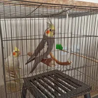 عروس هلندی نر و ماده