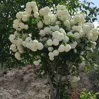 استخدام جهت انجامامور باغبانی.آبیاری،هرس،سمپاشی.