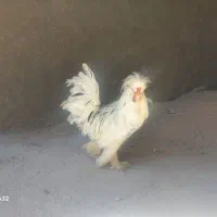 خروس نژاد سلطان