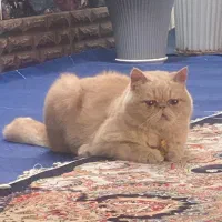 گربه رایگان