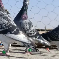 کبوتر مسافت بلند وسرعتی|پرنده|بیرجند, |دیوار