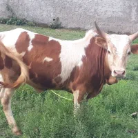 ورزاکوله لوکس