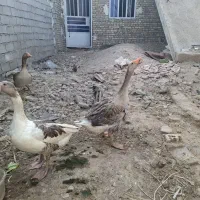 پرنده|حیوانات مزرعه|اهواز, ۲۴ متری|دیوار
