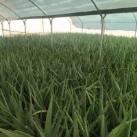 معاوضه زمین با خودرو و ملک