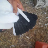 دمبی|پرنده|دهدشت, |دیوار