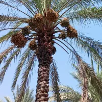 بریدن ثمر نخل
