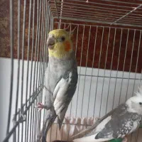 دوتا عروس هلندی