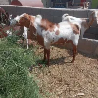 بز کل فروشی