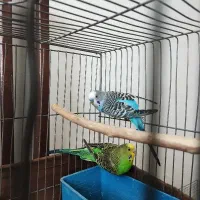 جفت مرغ عشق با چهار جوجه