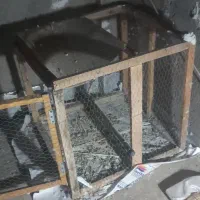 قفس کفتر|لوازم جانبی حیوانات|شاهین‌شهر, گرگاب|دیوار