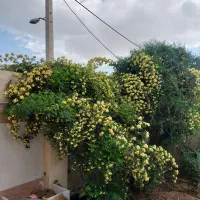 ویلا باغ یک خوابه با تمام امکانات|اجارهٔ کوتاهمدت ویلا و باغ|شیراز, ویلاشهر|دیوار