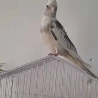 جوجه عروس هلندی ۳ ماهه کاملا دستی