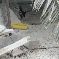 فروش مرغ و خروس محلی|حیوانات مزرعه|بندر دیر, |دیوار