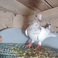 کفتر پرشی|پرنده|دشتابی, |دیوار