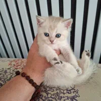 بچه گربه بریتیش|گربه|تهران, آسمان|دیوار
