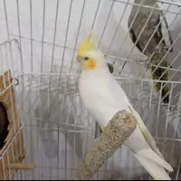 3عدد طوطی عروس هلندی نر رام سخنگو