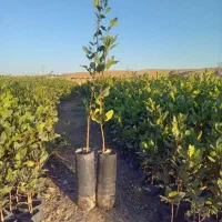 نهال پسته پایه زرندی برای کشت پاییزه