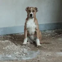 سگ توله ماده