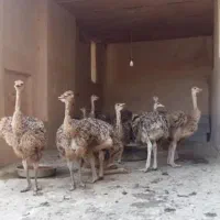 شترمرغ وبوقلمون|حیوانات مزرعه|خمینیشهر, |دیوار