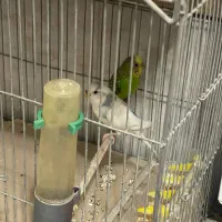 سه جفت مرغ عشق