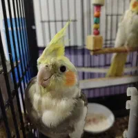 عروس هلندی|پرنده|ارومیه, |دیوار