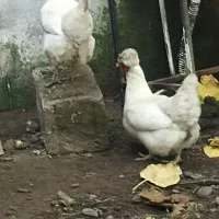 مرغ تخمگذار کاکولی معاوضه