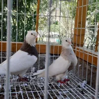 تعدادی کبوتر درجه یک بدون نقص برا فروش