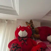 خرس بزرگ و گوگولی|اسباب‌‌بازی|شیراز, تاچارا|دیوار