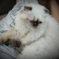 گربه ماده هیمالین چشم آبی