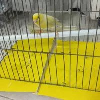 قناری|پرنده|پاکدشت, پاکدشت (مامازند)|دیوار