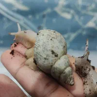 حلزون|خزنده|اهواز, بهارستان|دیوار