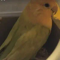 طوطی برزیلی