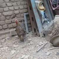 مرغ|حیوانات مزرعه|تنکمان, |دیوار