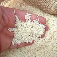برنج ایرانی شمال