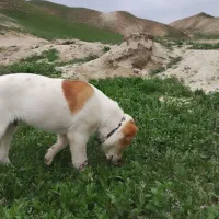 توله 3ماه  سرابی درشت قیمت دو رقمی