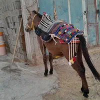 یک راس کره قاطر نرک آماده ی سواری سرحال ودرشت هیکل