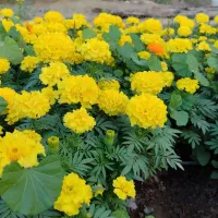 گل فصلی|گل و گیاه طبیعی|بیکاه, |دیوار