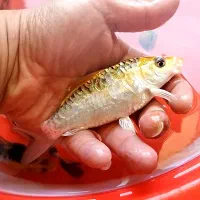 8 عدد کوی پوست چرم (نژاد مختلف)|ماهی|تبریز, |دیوار