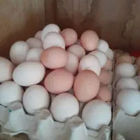تخم نطفه دار