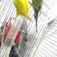 مرغ عشق|پرنده|محمدشهر, زیبادشت|دیوار