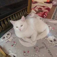 دوتا گربه پرشین کلاسیک|گربه|بردسکن, |دیوار