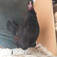 مرغ محلی|حیوانات مزرعه|شیراز, کوشک میدان|دیوار