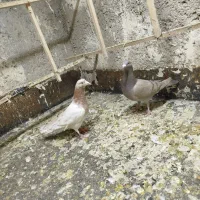 2تا کفتر پرشی