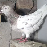 سور پرشی