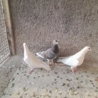 کبوتر|پرنده|ابهر, |دیوار