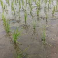 برنج|خوردنی و آشامیدنی|ساوه, |دیوار