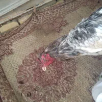 لاری نصل پاکستانی|حیوانات مزرعه|ری, حمزهآباد|دیوار