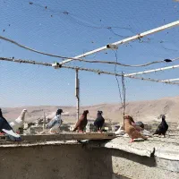کفتر 15عدد|پرنده|شیراز, قلعه نو|دیوار