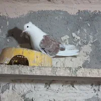 پشت معاوظه